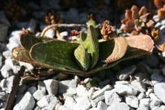 Gasteria disticha