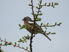 Fringilla coelebs