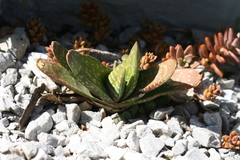 Gasteria disticha