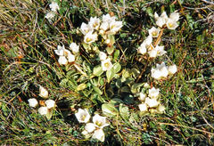 Gentianella stevenii