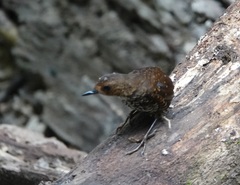 Pnoepyga pusilla