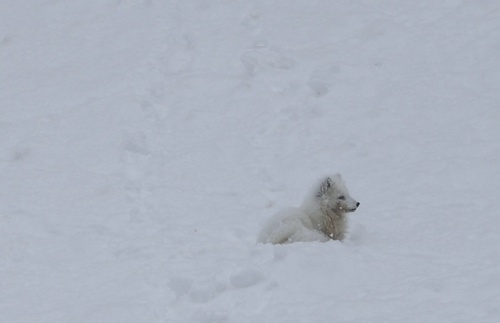 Fjällräv observed by mons01