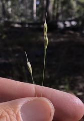 Eriachne pallescens