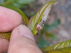 Elasmostethus nubilus