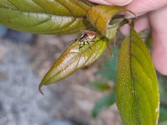 Elasmostethus nubilus