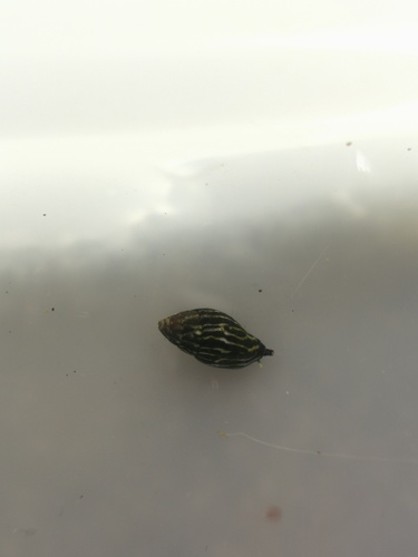 Pusia zebrina