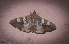 Glyphodes cosmarcha