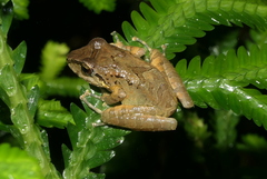 Pristimantis actites