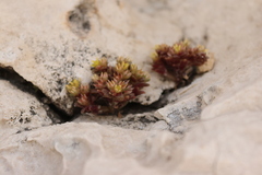 (c) Léo Souillard, some rights reserved (CC BY) Sedum litoreum, photograph (c) Léo Souillard, some rights reserved (CC BY)