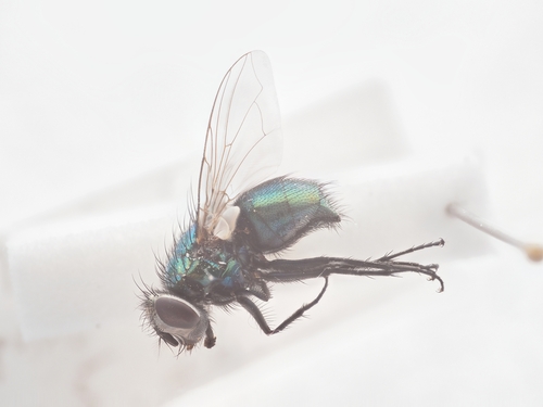 Richards' Greenbottle
