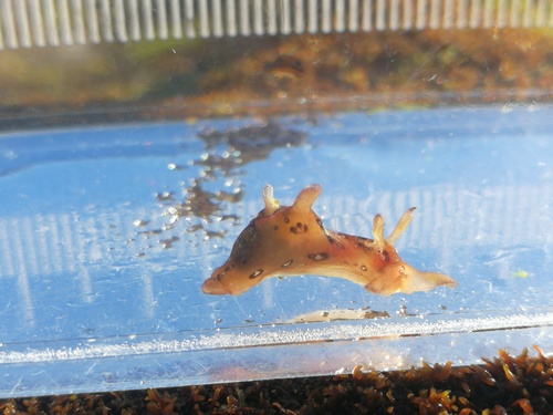 Aplysia punctata