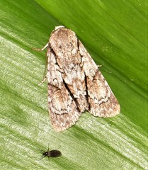 Turnerinycta phaeocosma