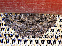 Diastictis cremnodes