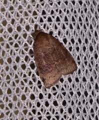 Austrocarea iocephala