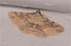 Scioglyptis lithenopa