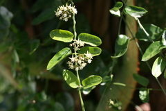 Cynanchum ellipticum