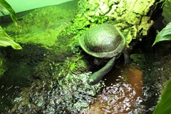 Chelodina mccordi