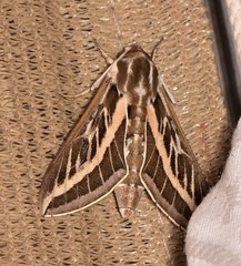 Hyles livornicoides