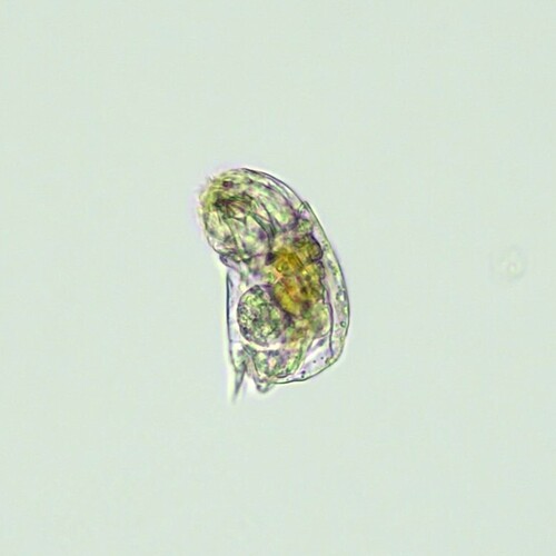 Cephalodella catellina