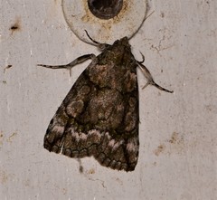 Calathusa glaucopasta