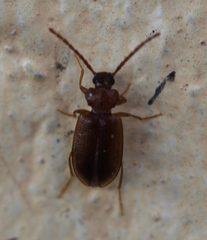 Anaedus
