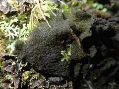 Collema subflaccidum