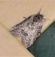 Nycteola polycyma
