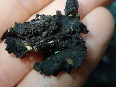 Collema subflaccidum