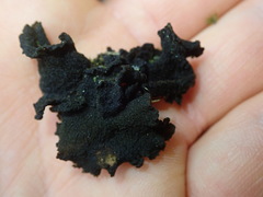 Collema subflaccidum