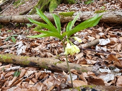 Cardamine enneaphyllos