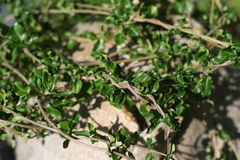 Fockea edulis