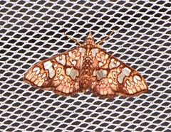 Glyphodes canthusalis