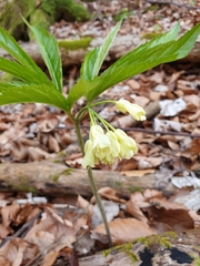 Cardamine enneaphyllos