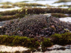 Leptogium crispatellum