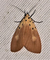Asota iodamia