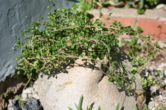 Fockea edulis