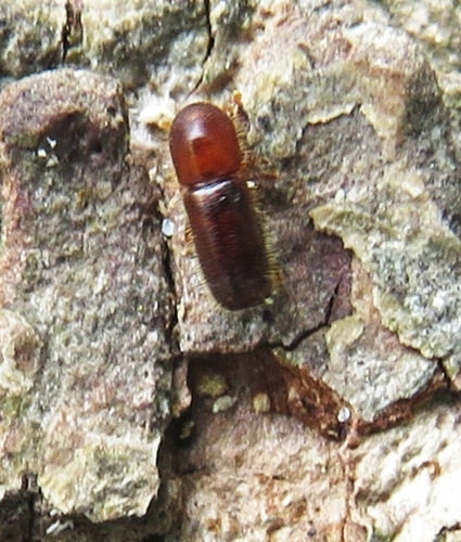Xyleborinus saxesenii, 2026-05-04