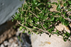 Fockea edulis