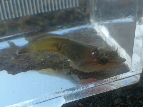 Lepadogaster lepadogaster