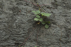 Fragaria iinumae