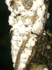 Pheidole foreli