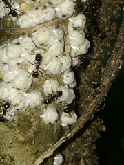 Pheidole foreli