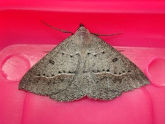 Nearcha tristificata