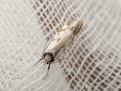 Palimmeces variegata