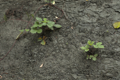 Fragaria iinumae