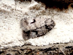 Thoracolopha flexirena