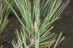 Pinus attenuata