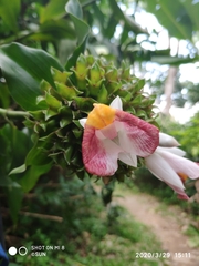 Costus lucanusianus