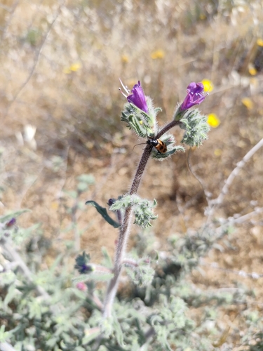 Narrow-leaved Viper's-bugloss