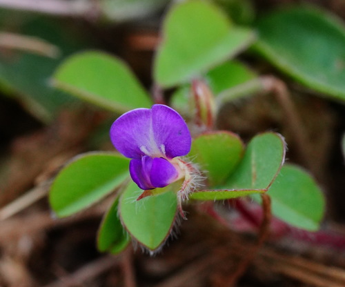 Grona heterophylla